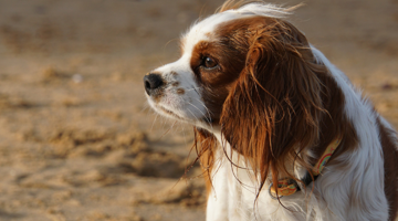dog on sandy beach