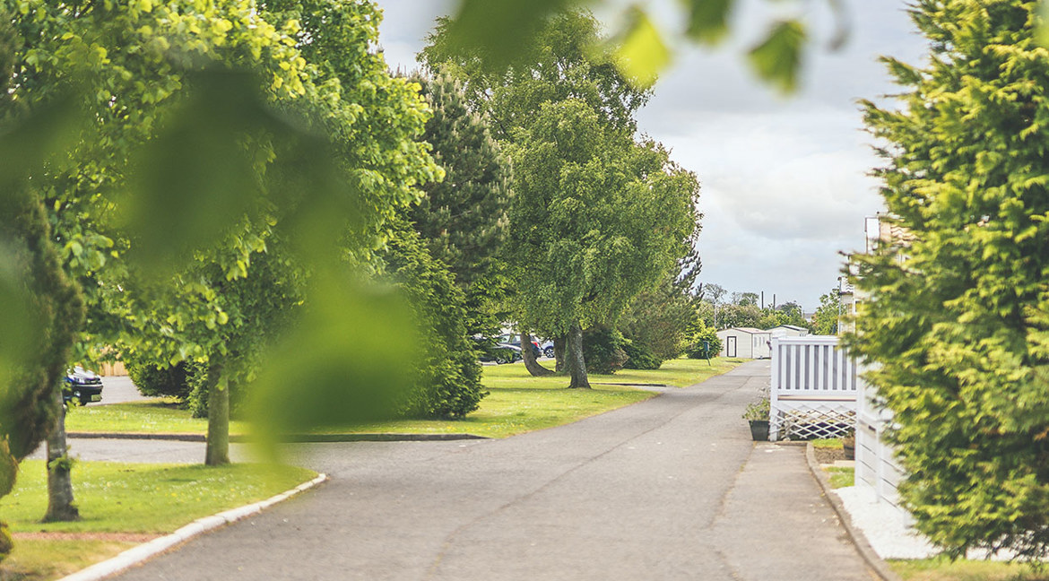Trees at Viewfield Manor Leisure Park