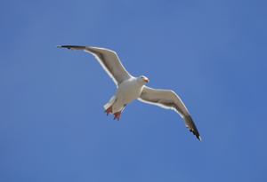 Scottish Seabird Centre