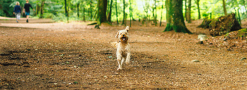 Pet friendly New Year breaks