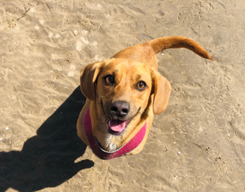 A haven for four-legged friends