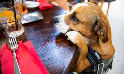 Dog in a pub 