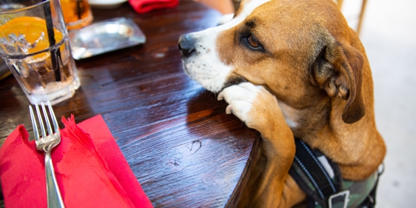 Dog in a pub 