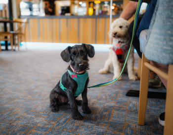 Dog friendly venues