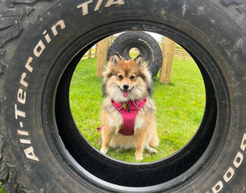 Dog exercise area