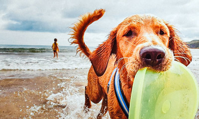 Dog at Pease Bay Beach