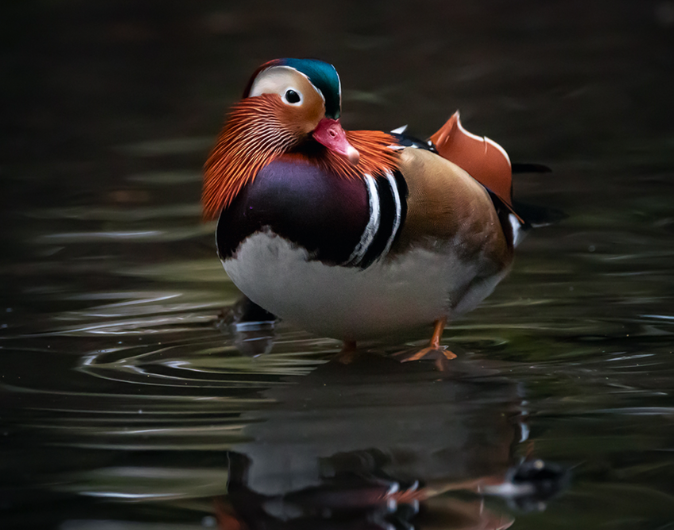 Tufted duck, Hocking Photography