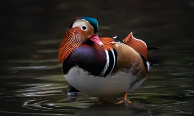 Tufted duck, Hocking Photography