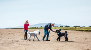 Dogs on the beach