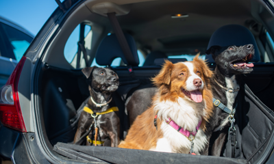 3 dogs looking out of car