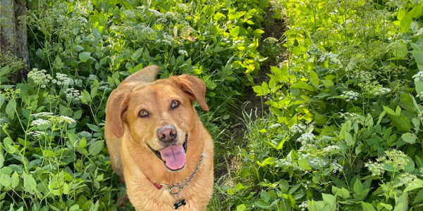 Dog in grass