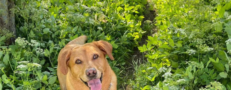 Dog in grass