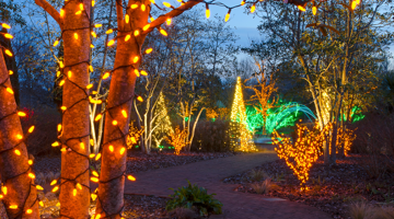 Lights wrapped around trees around a footpath for festive breaks
