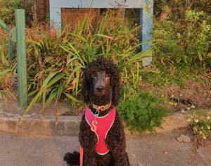 Dogs welcome