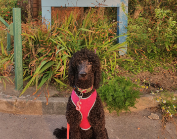 A haven for four-legged friends