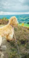 Dog Walks