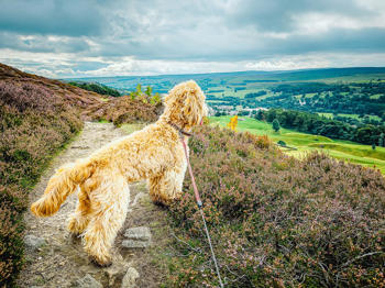 Pet friendly holidays