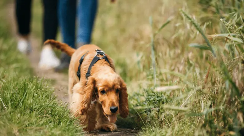Dog walking in grass