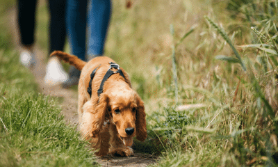 Dog walking in grass