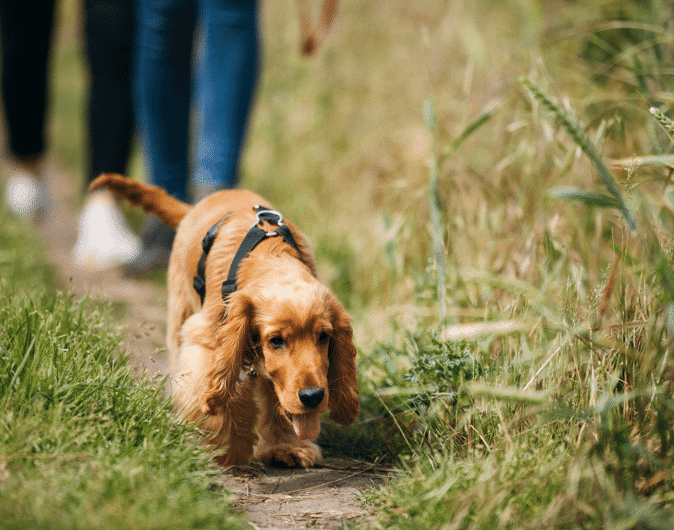 Dog walking in grass