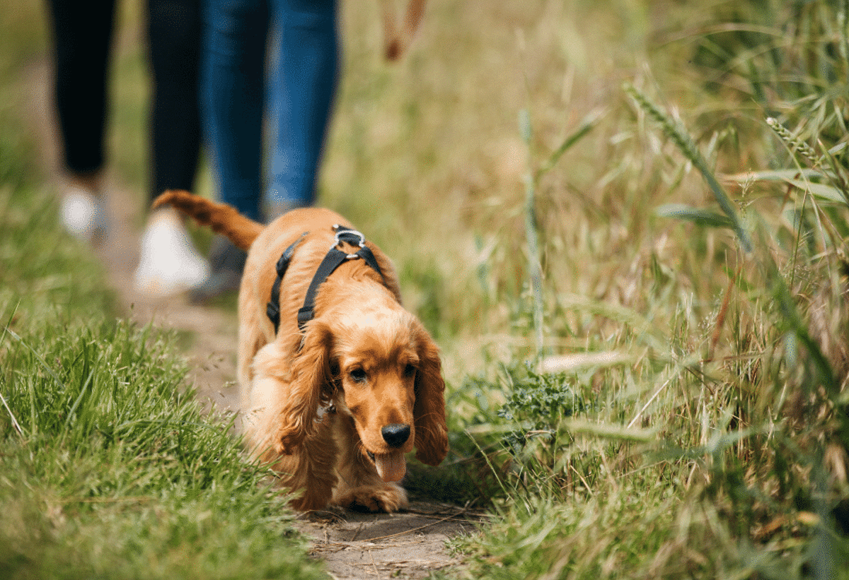 Dog walking in grass