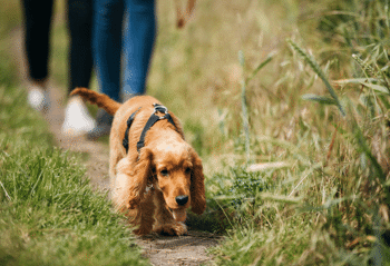 Wonderful walks