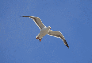 Scottish Seabird Centre