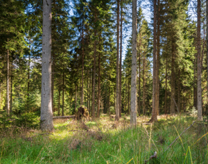 Kielder Forest